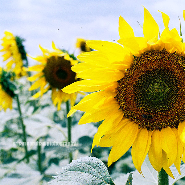 Sunflower