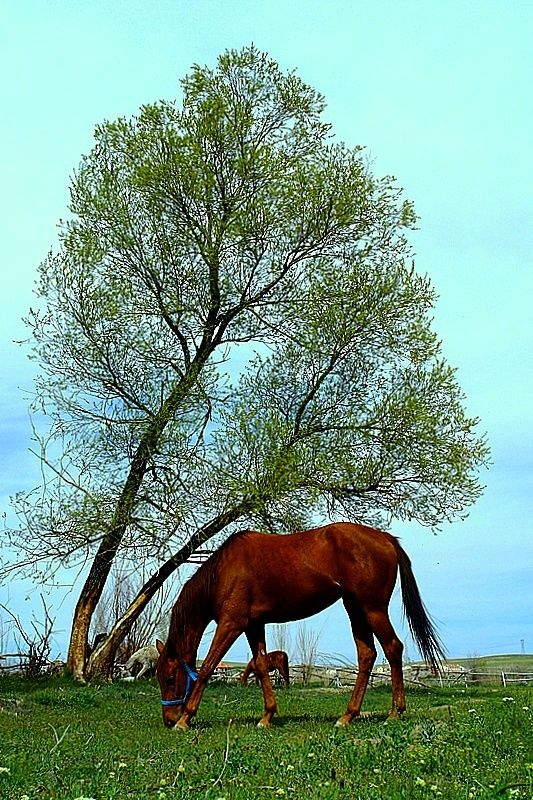 huzur