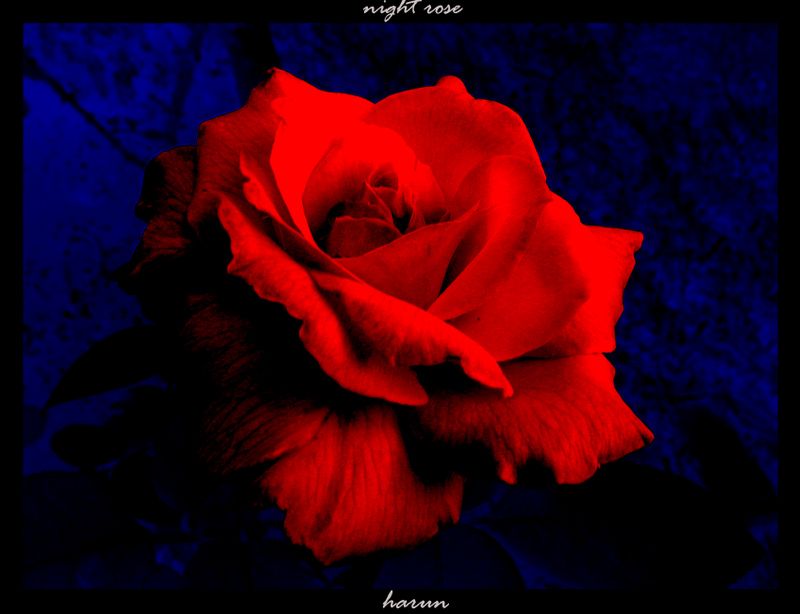 nigHt rose