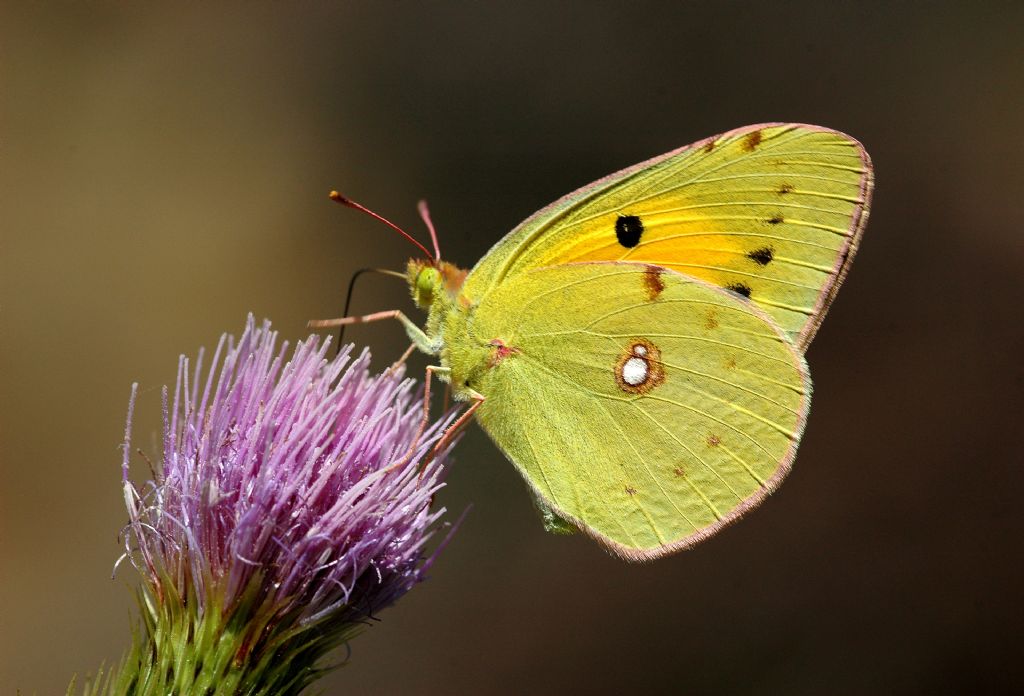 Sar Azamet - Colias crocea