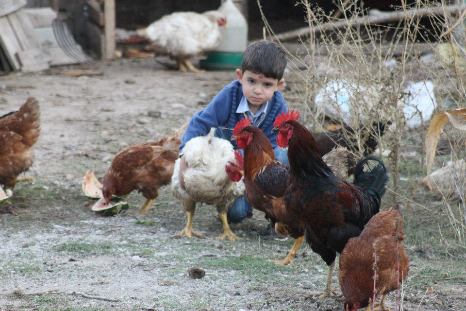 horozlardan korkan yar  bir tanem