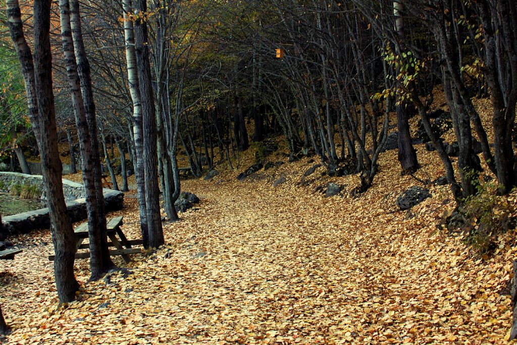 Yaln�zl���m Pusu Kurmakta