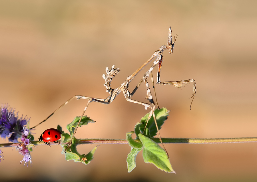 EMPUSA PENNATA +COCCNELLDAE