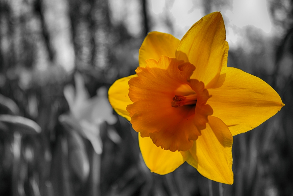 colors of flowers