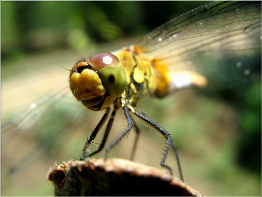 Dragon Fly