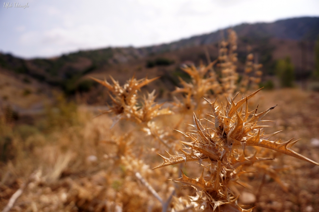 Bozkrn dikeni  ubuk / ANKARA