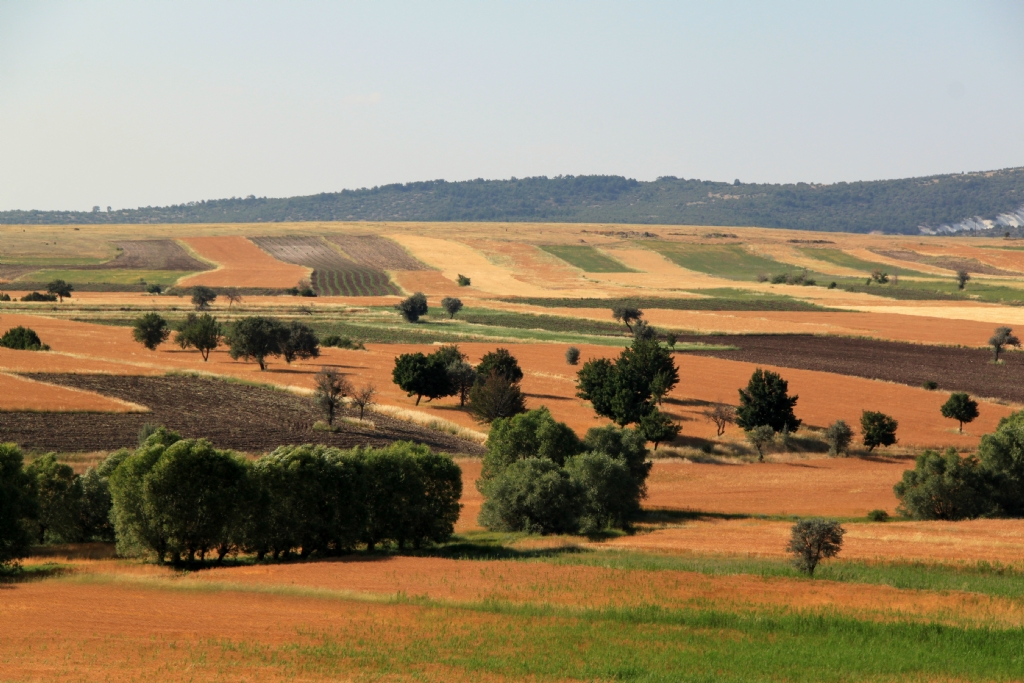 Pastoral