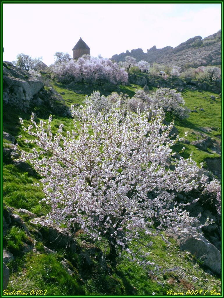 Baka Adan Akdamar