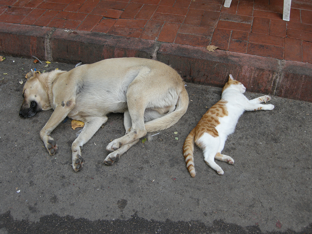 Bykada'da Siesta