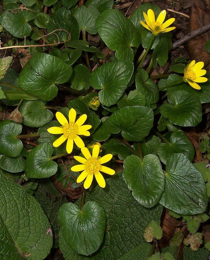 ranunculus