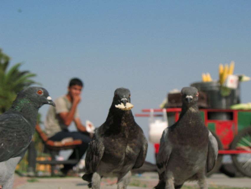 Ekmek Gvercinin Aznda