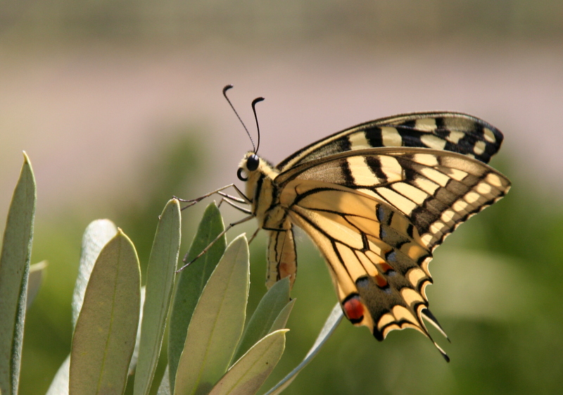 zeytin dal 2