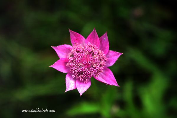 ADIN NEYDI UNUTTUM... Kakar dalarndan