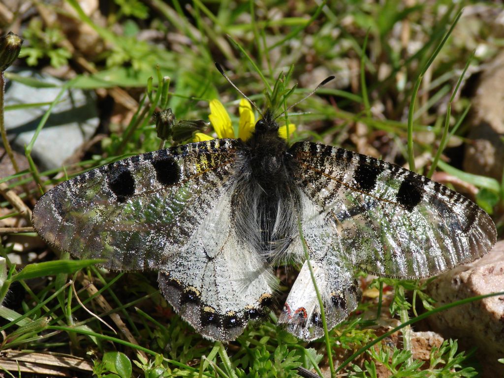 YALANCI APOLLO