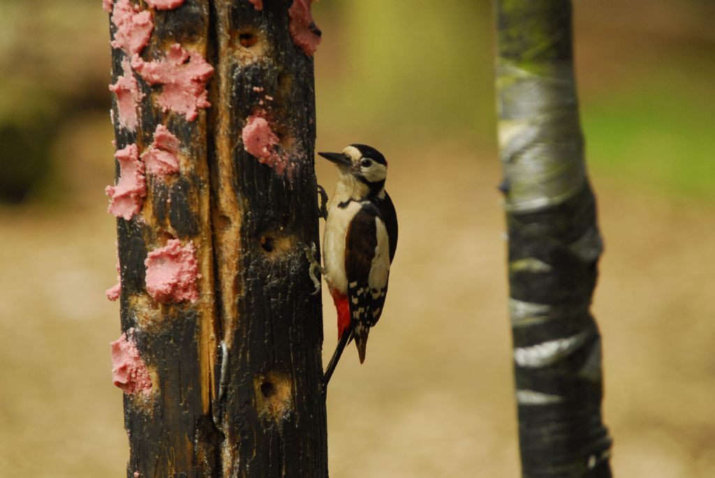 Agac kakan (woodpecker)