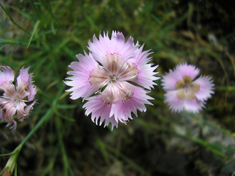 Dianthus (karanfil)