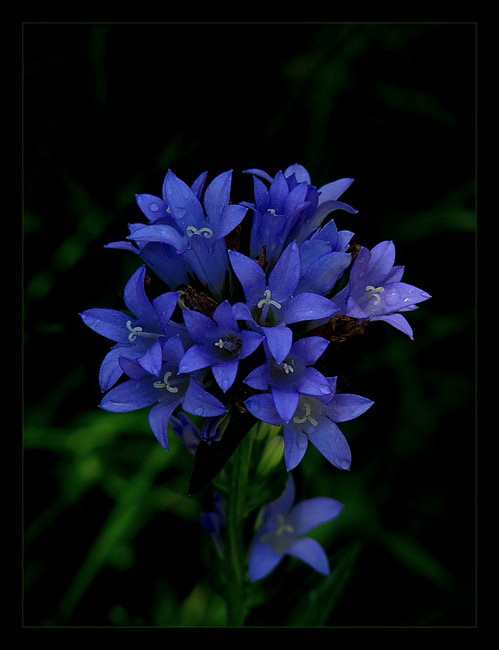 Campanula glomerata L.