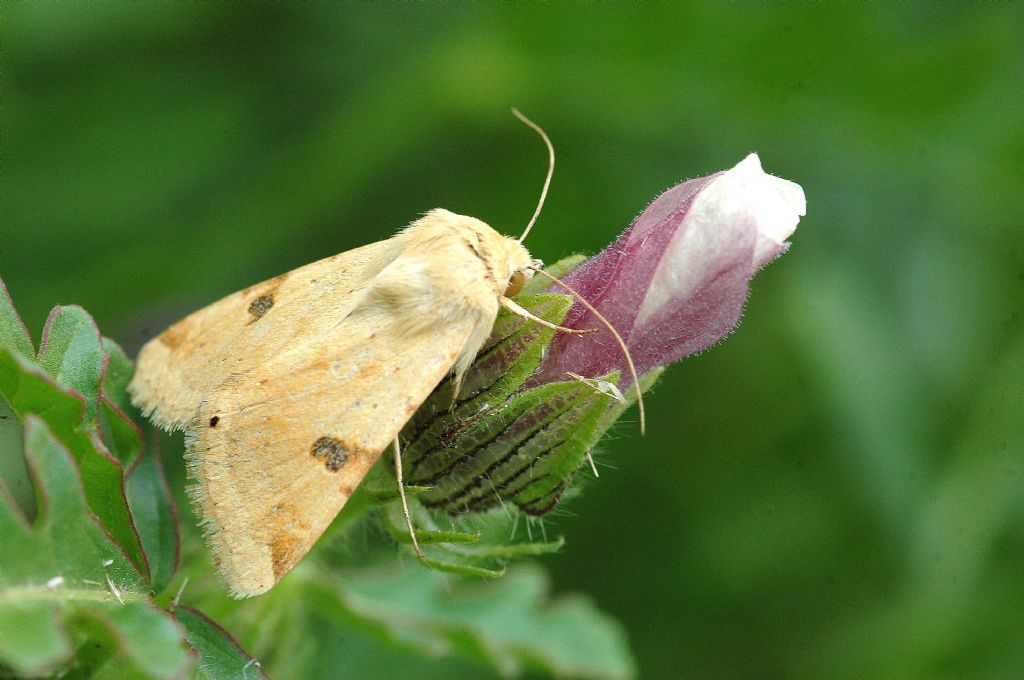 Heliothis Peltigera(Gve)