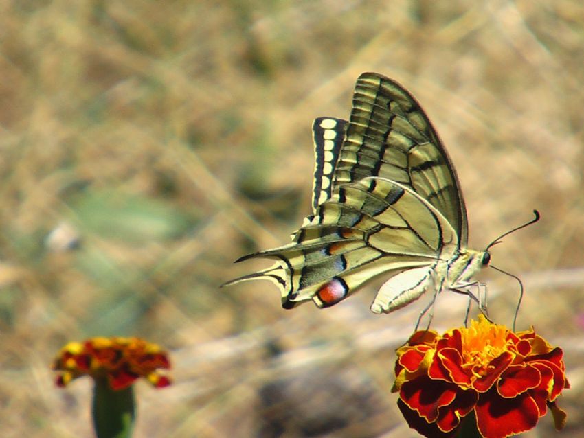 Papilio Machaon