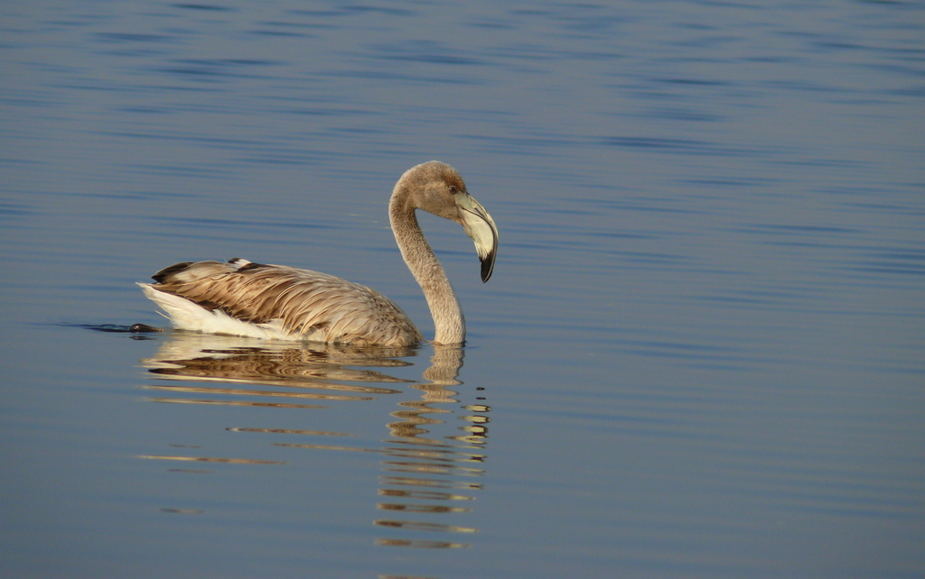 Gen Flamingo