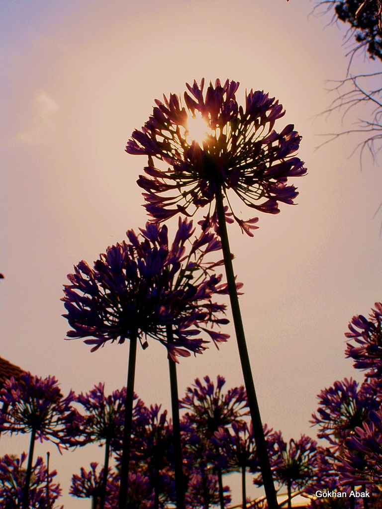 Agapanthus