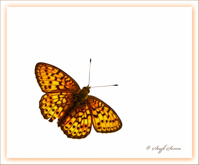 Kelebek�e hikayeler...