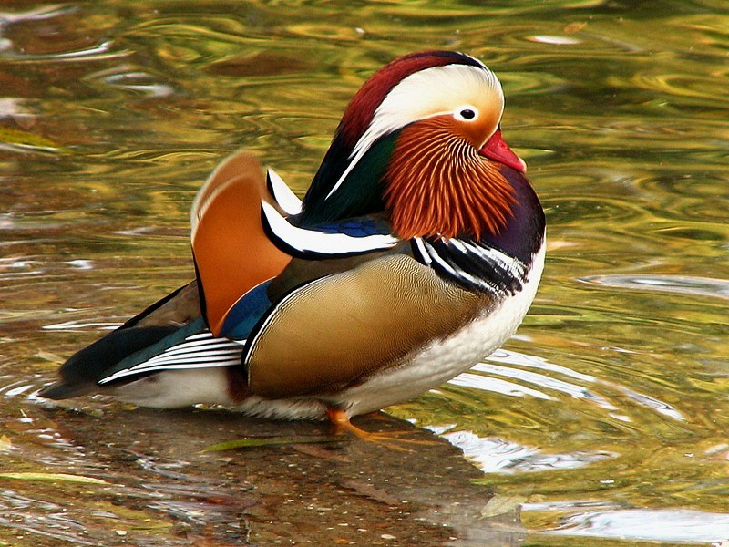 mandarin