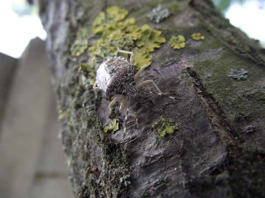 Pentatomidae