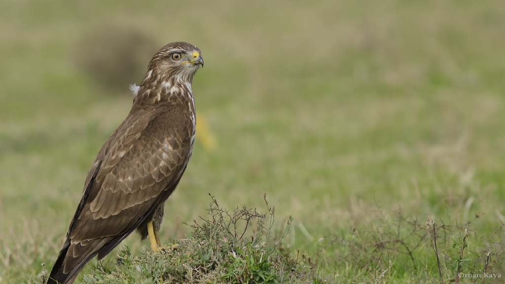 ahin - Buteo buteo  Common buzzard