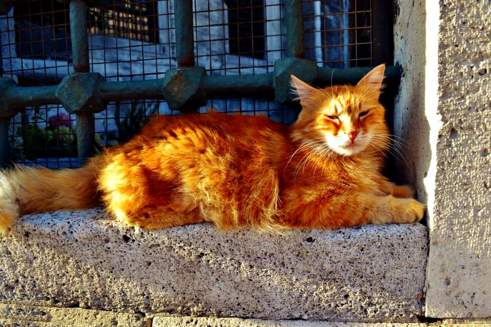 tembel garfield