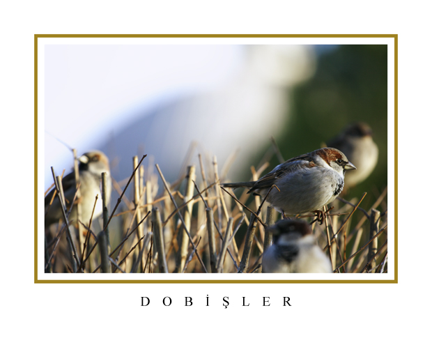 Dobiler