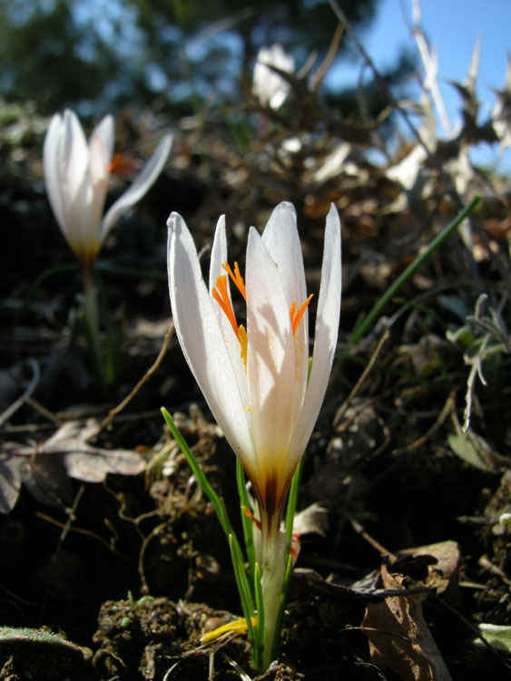 Crocus fleischeri 