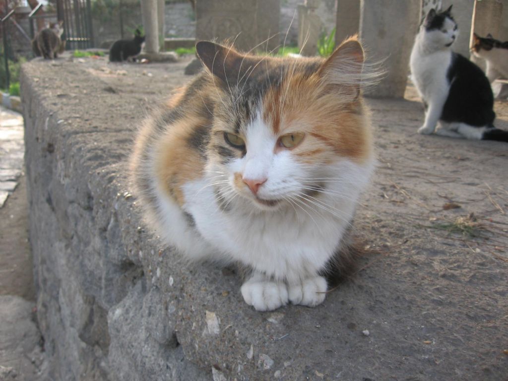 Kedi