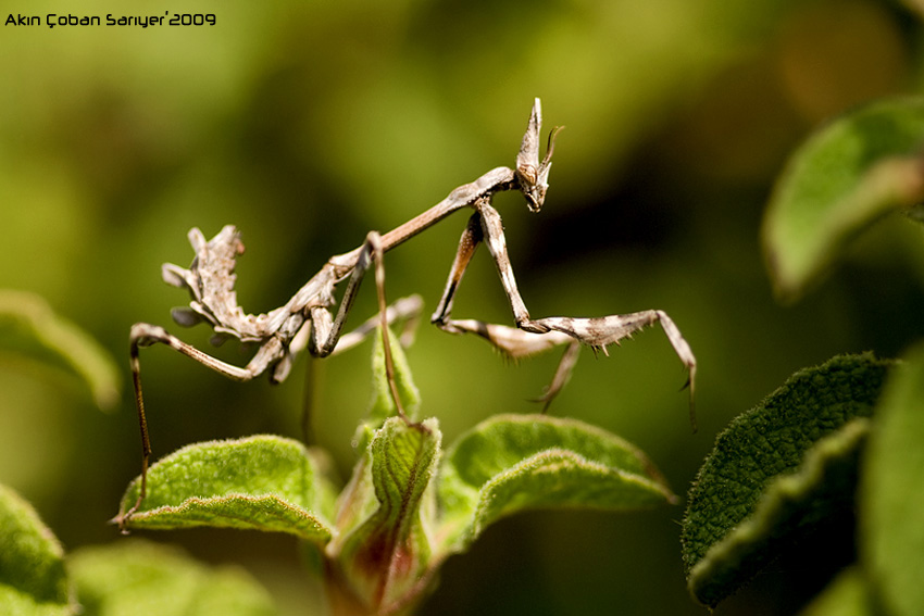 Mantis religiosa Peygamber Devesi