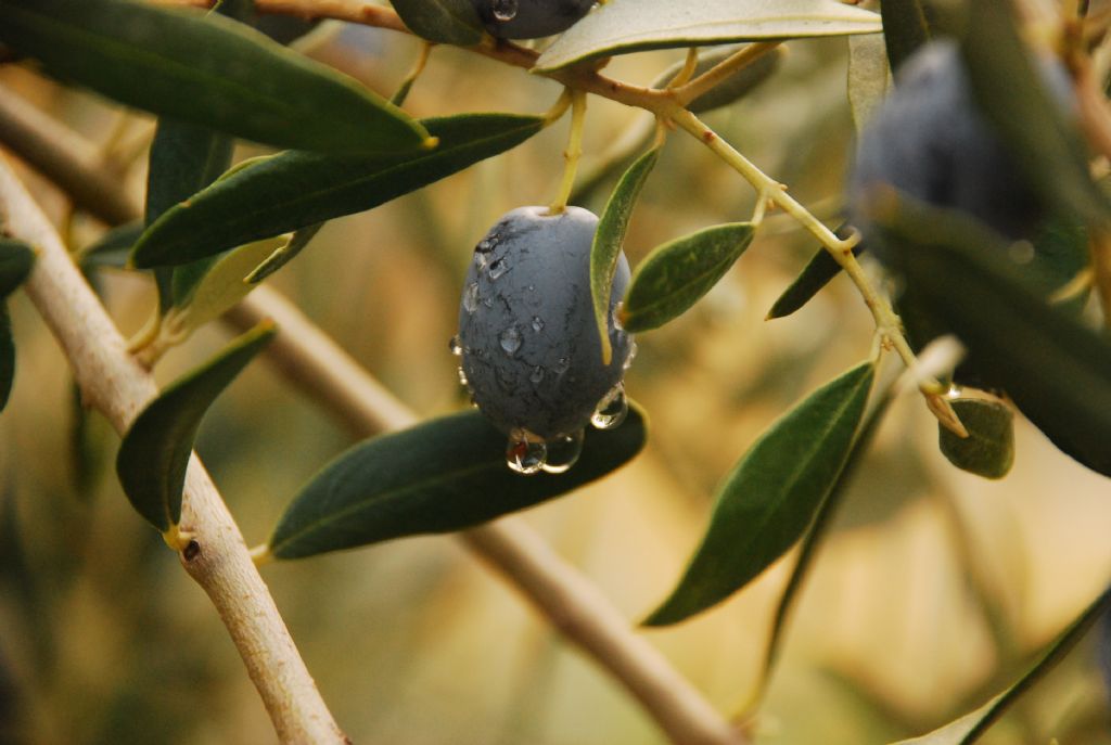 zeytin