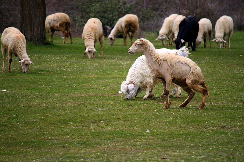koyunlar..