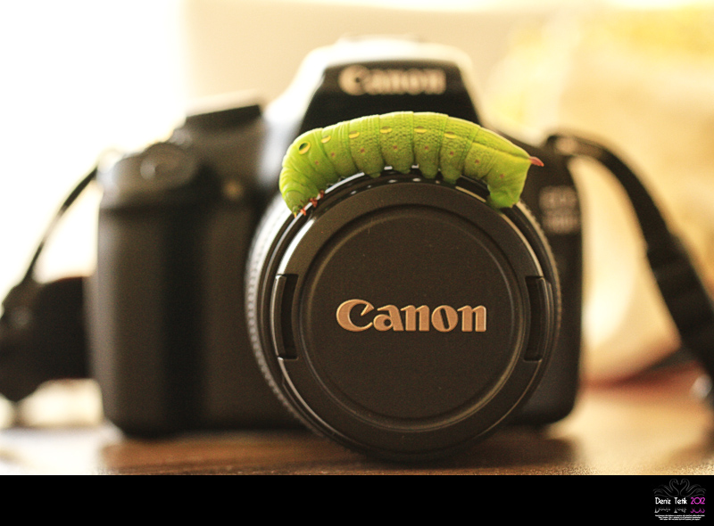 ::: ... CANON ... ::: 