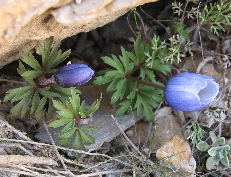 AFN ANEMONLARI