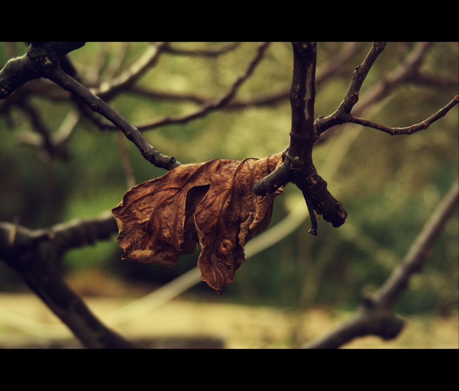  autumn leaf.