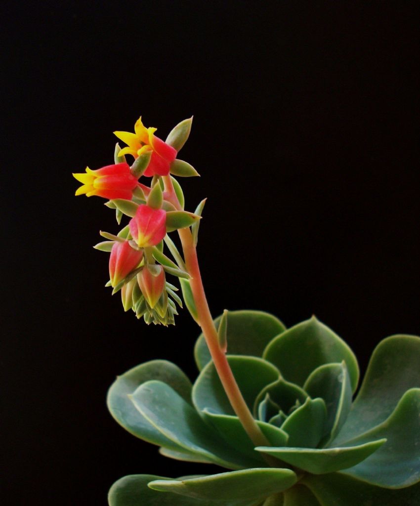 Schrdinger's Flowers