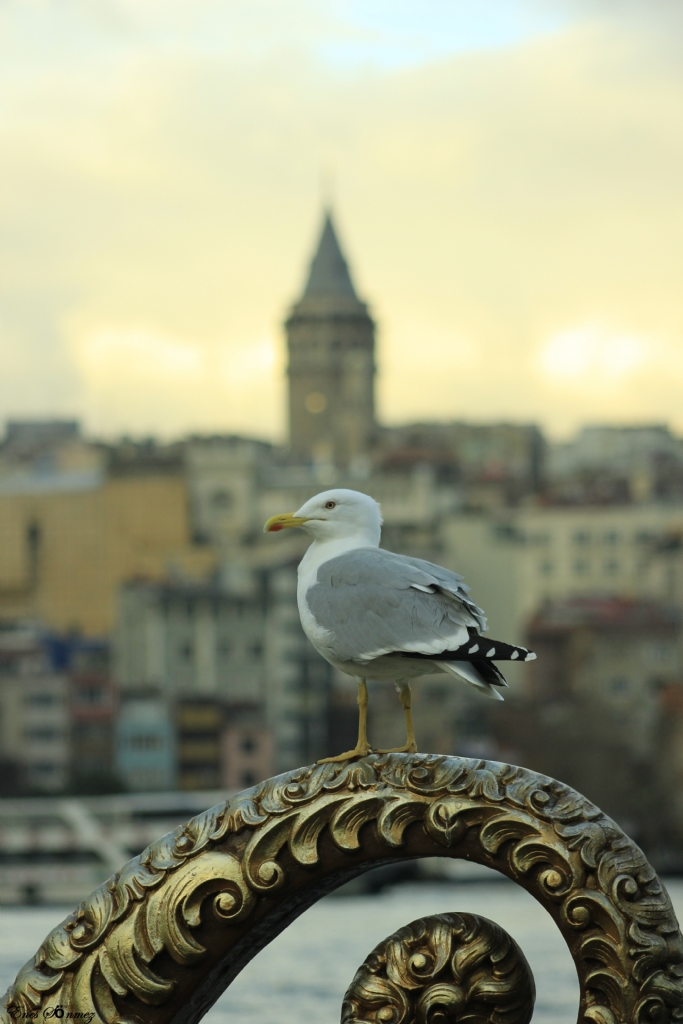 Mart Ve Galata Kulesi