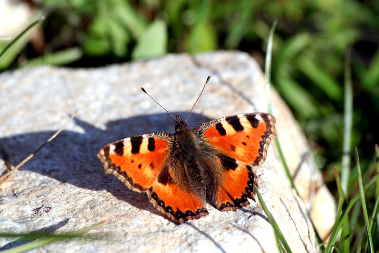 Aglais urticae