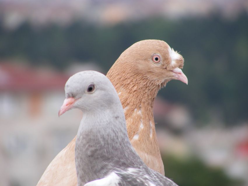 gzelim ve marurum