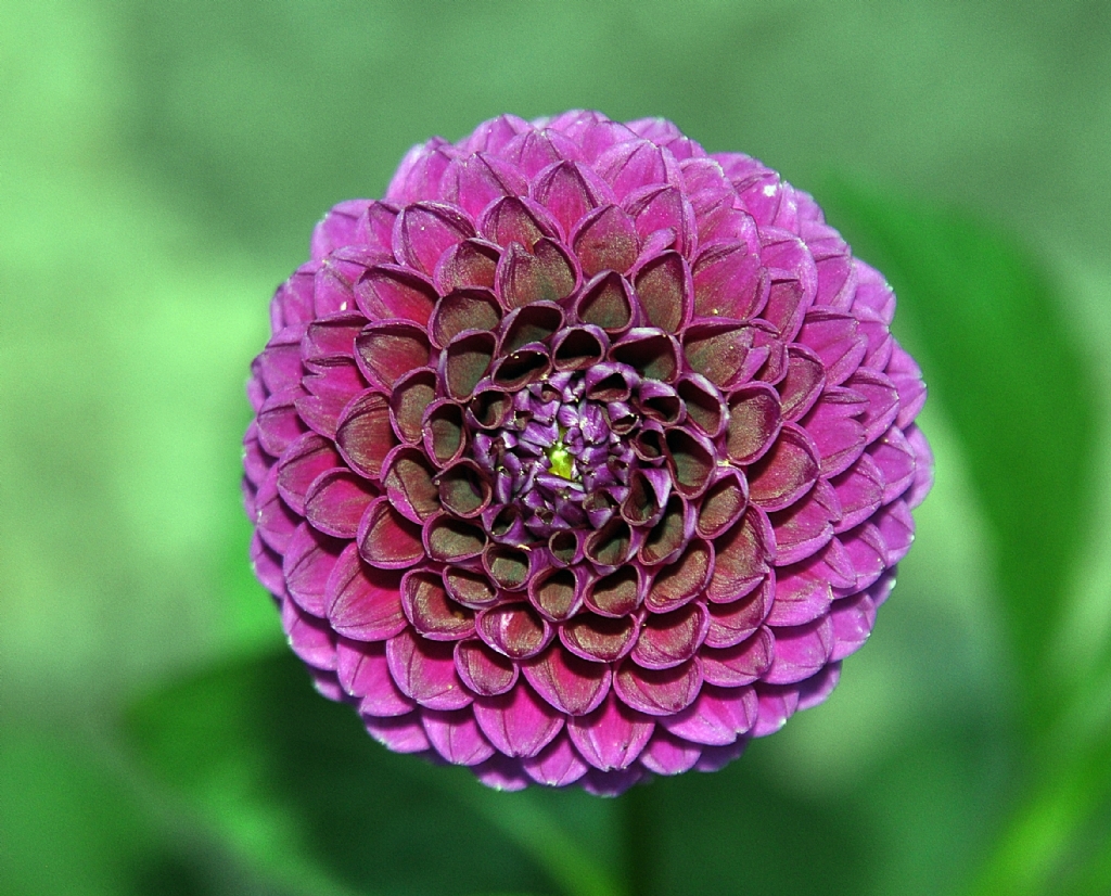 Dahlia