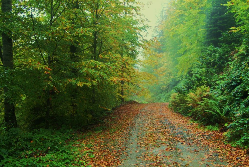 yayla hatras