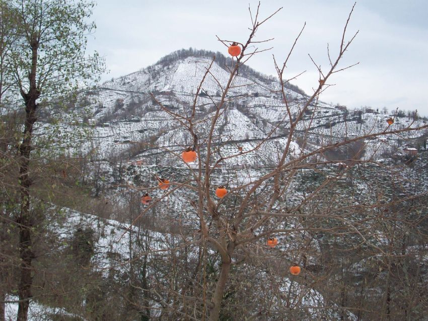 Bolaman-Fatsa/ORDU