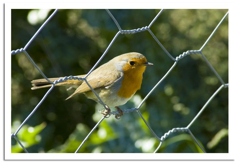 Kzlgerdan-Erithacus Rubecula