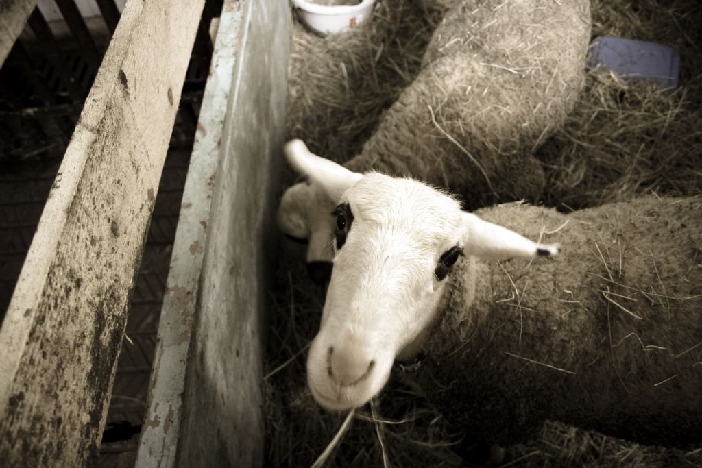 Trkiyenin Klonlanm ilk koyunu Oyal