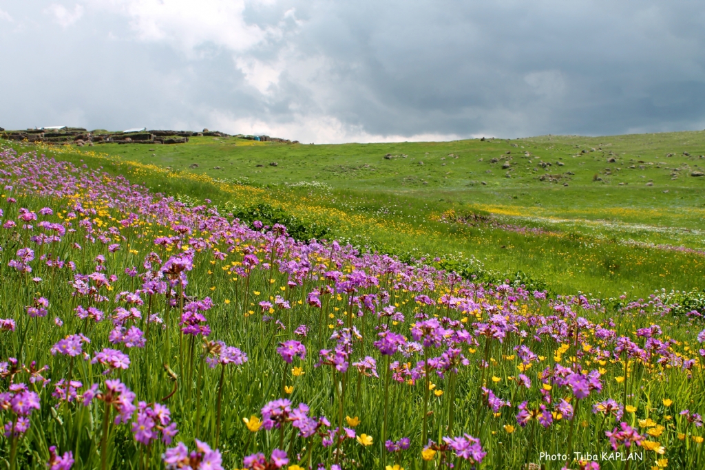 yayla