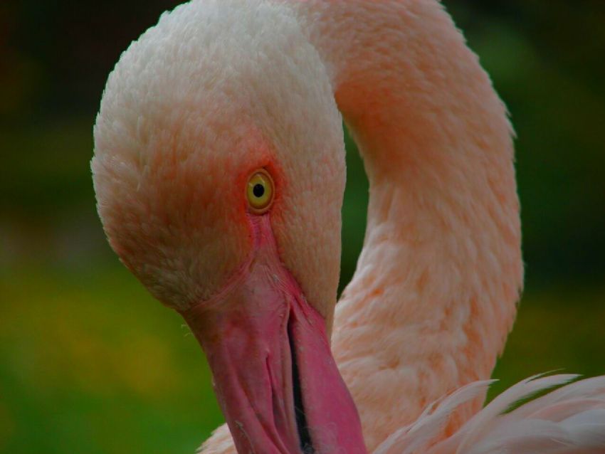 flamingo 2